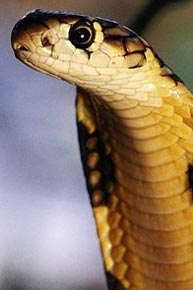 Гороскоп кельтов - Змея